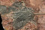 Silurian Fossil Crinoid (Scyphocrinites) Plate - Morocco #118546-1